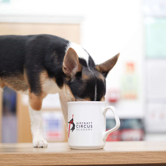 A dog pokes his nose into a white mug with the AirCraft Circus Academy logo on it